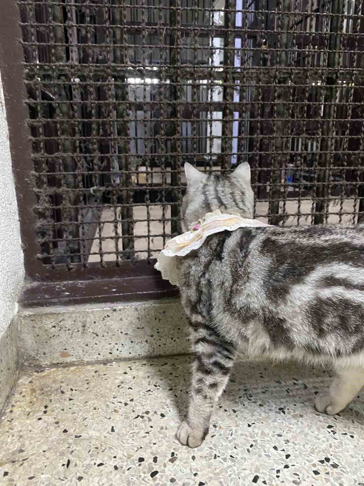 Tayland’da polisleri ısıran kedinin sabıka fotoğrafı çekildi, pati izi alındı 