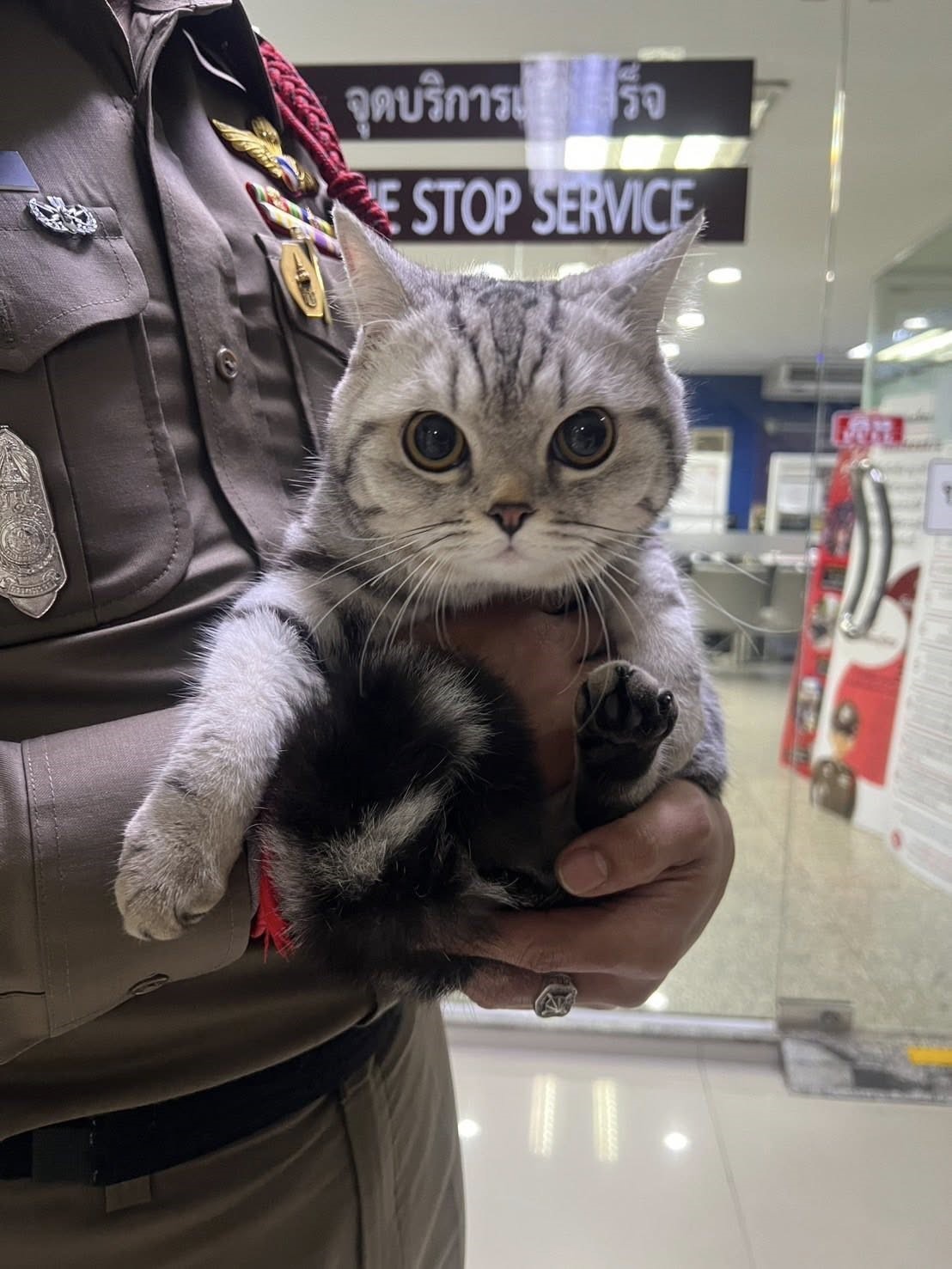Tayland’da polisleri ısıran kedinin sabıka fotoğrafı çekildi, pati izi alındı 
