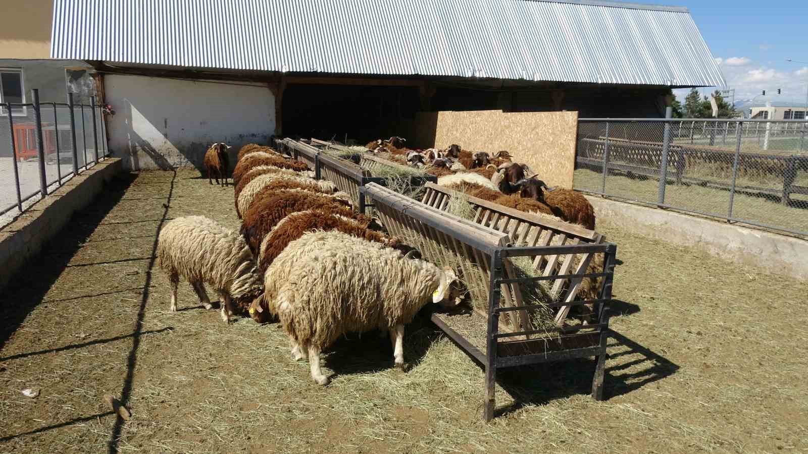 Bunlar da üniversiteli kurbanlıklar 