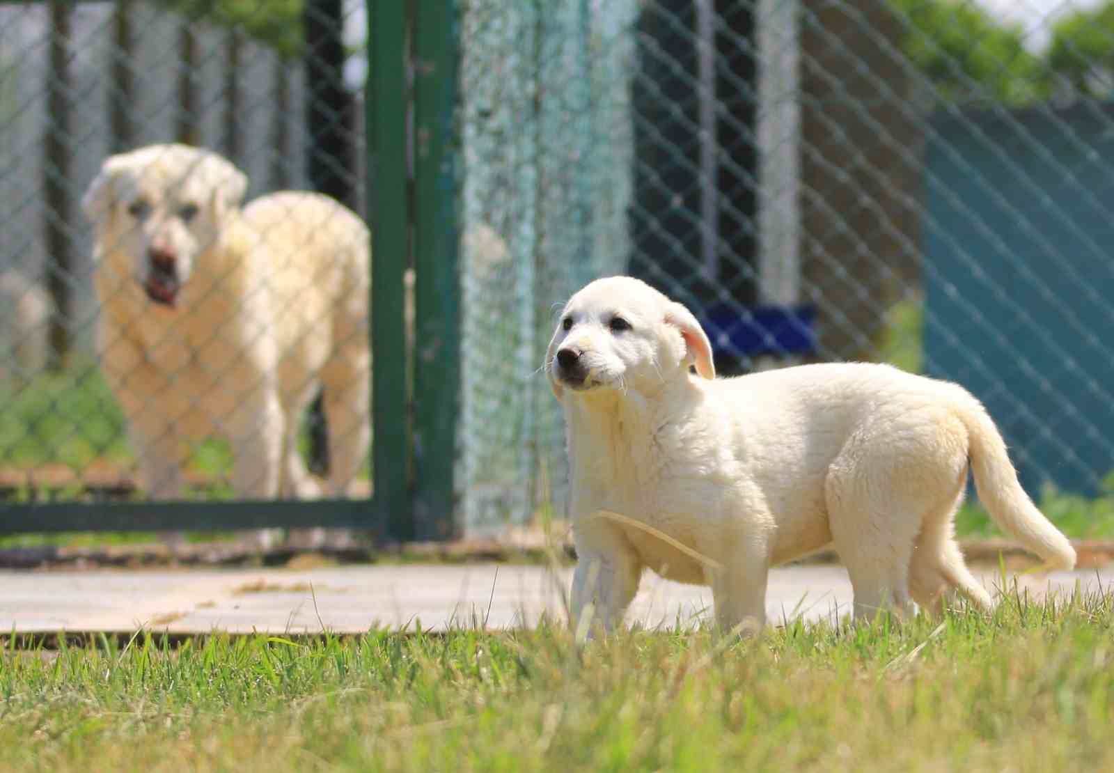 Yavrusunun fiyatı 17 bin 400 lira ve sahip olmak için 6 ay sıra bekleniyor 