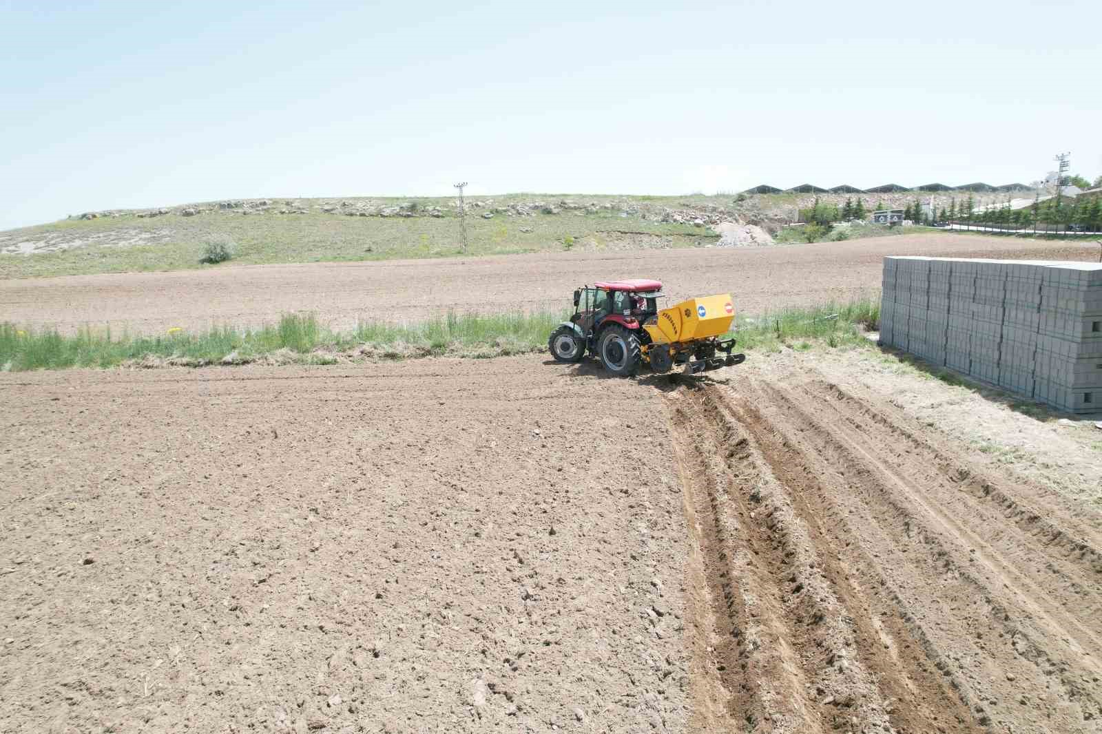 12 bin 500 dekar alan ekime açıldı 