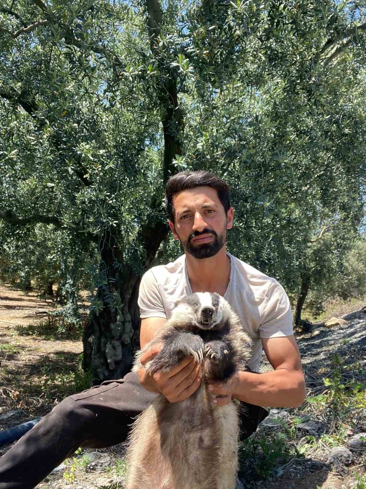 Nesli tükenme tehlikesi altında olan Avrupa porsuğu ölü bulundu 