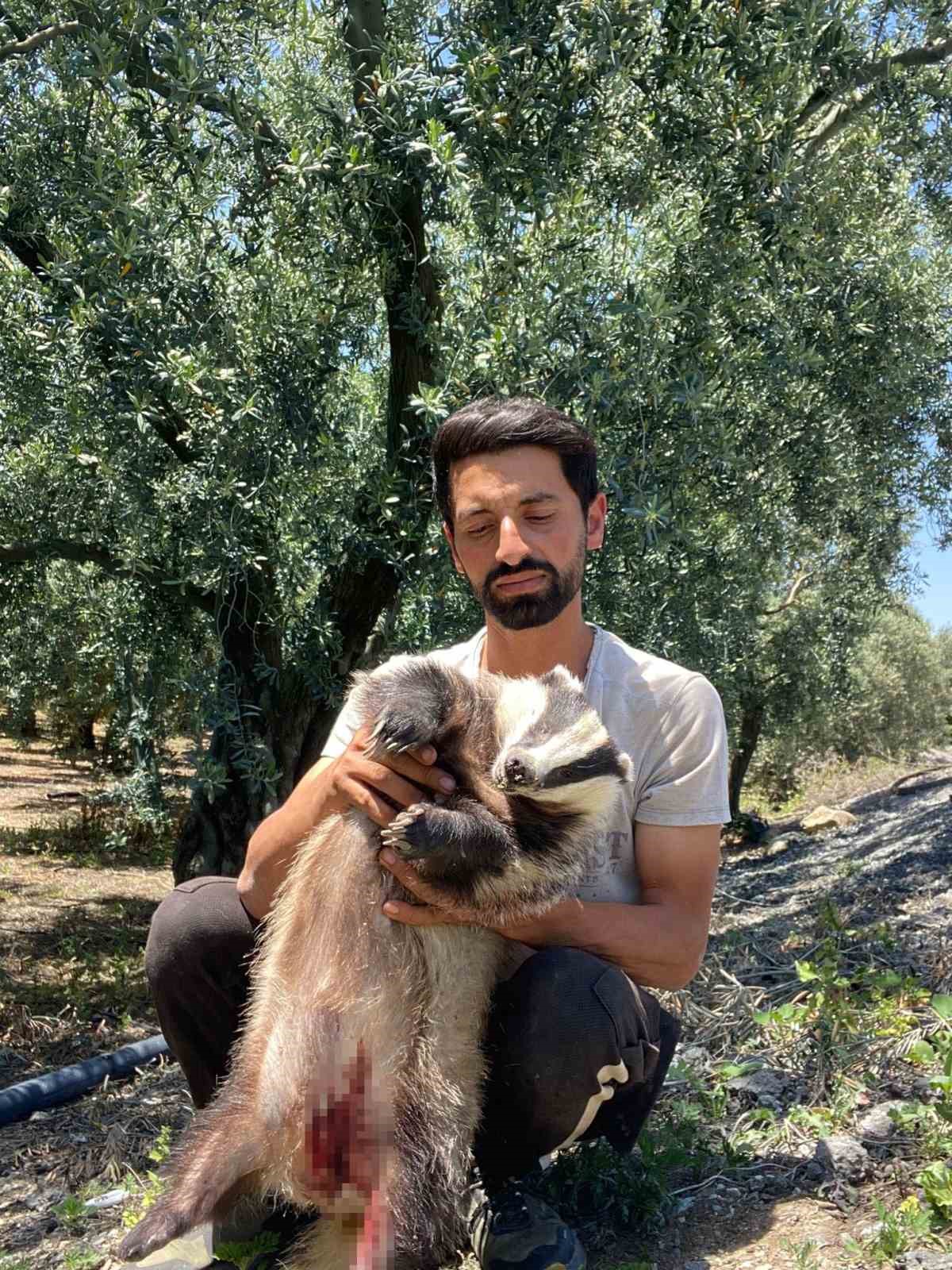 Nesli tükenme tehlikesi altında olan Avrupa porsuğu ölü bulundu 