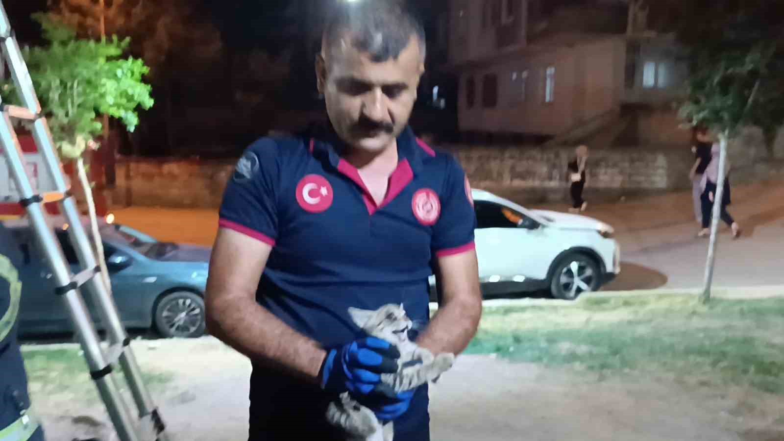 Ağaçta mahsur kalan kedi itfaiye ekibi tarafından kurtarıldı 