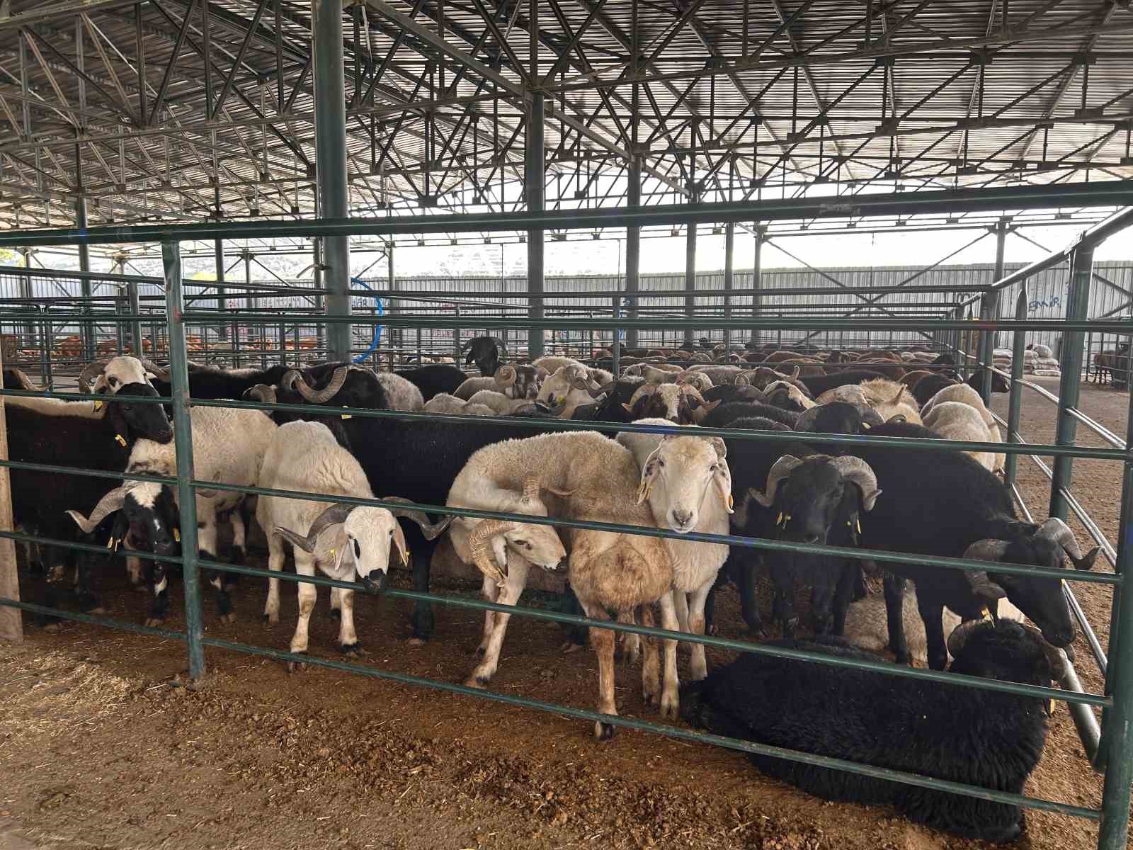 Bayrama sayılı günler kala kurban satışları beklentilerin çok altında!