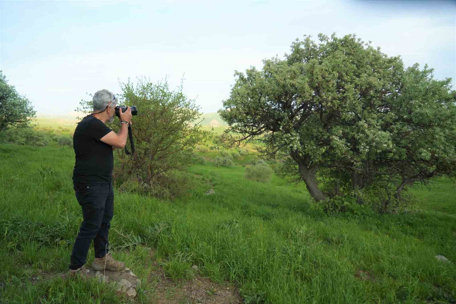 Muş’un 110 bin ahlat ağacı görsel şölen sunuyor 