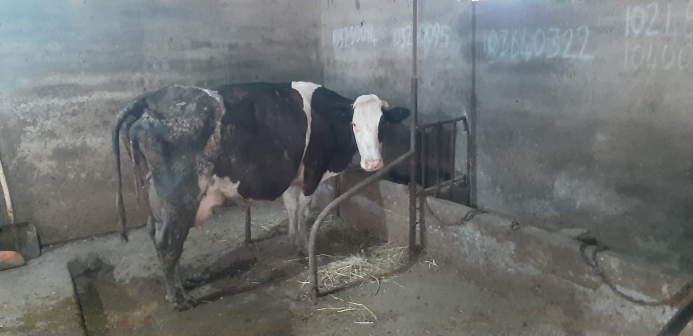 Balıkesir’de nadir görülen olay: İnek 5 buzağı doğurdu 