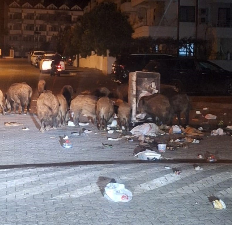 Türkiye’nin en önemli turizm kentinde Domuz istilası! Halk canından bezdi!