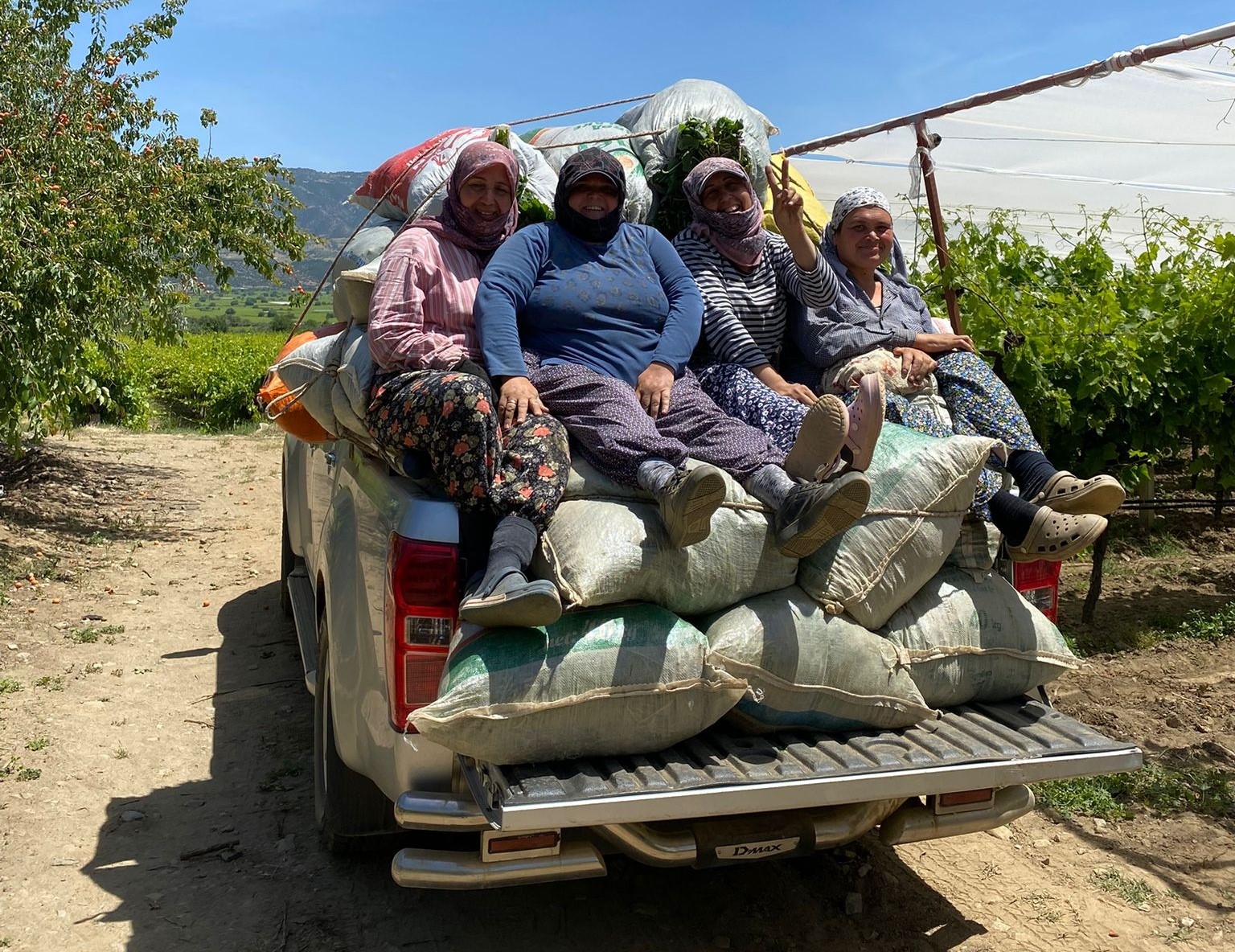 Sultaniye üzümünde kalite için zamanla yarışıyorlar 