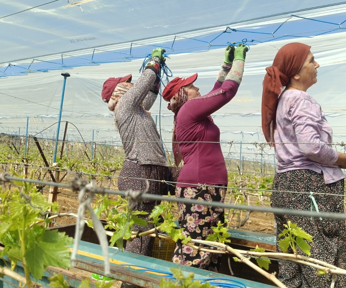 Sultaniye üzümünde kalite için zamanla yarışıyorlar 