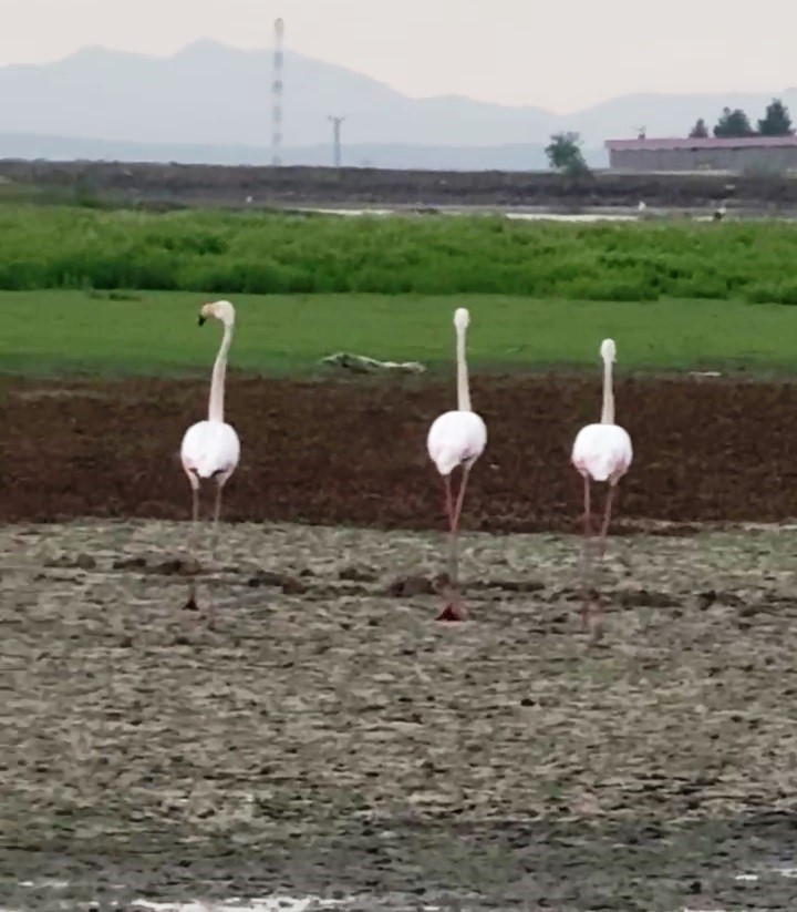 Göç yolunda olan flamingolar Diyarbakır’da mola verdi 