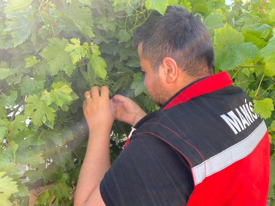 Salkım güvesine karşı ilaçlama uyarısı 