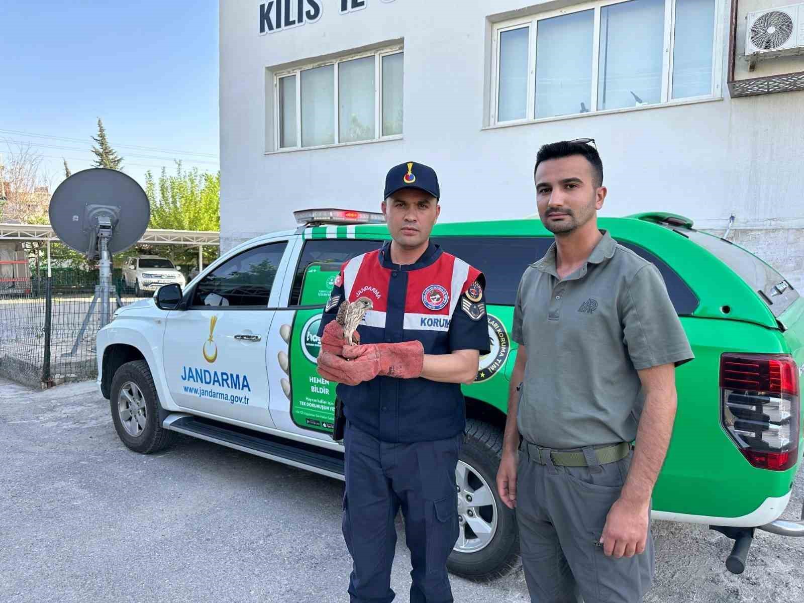 Yaralı bulunan Kerkenez kuşu koruma altına alındı 