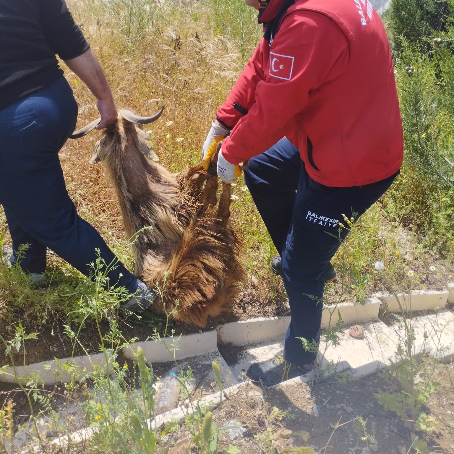 Su kanalına düşen keçi itfaiye ekiplerince kurtarıldı 