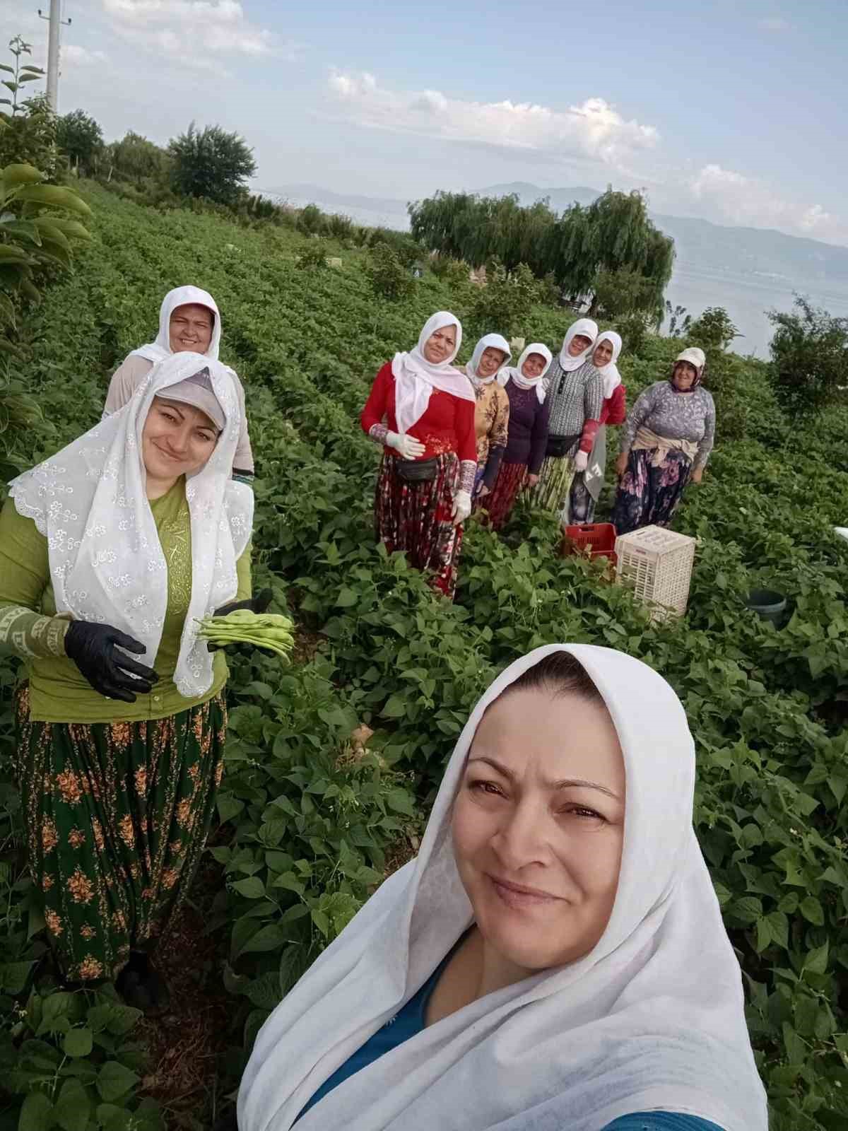 Damaklarda iz bırakan ’nazende’ fasulyesinin hasadına başlandı 