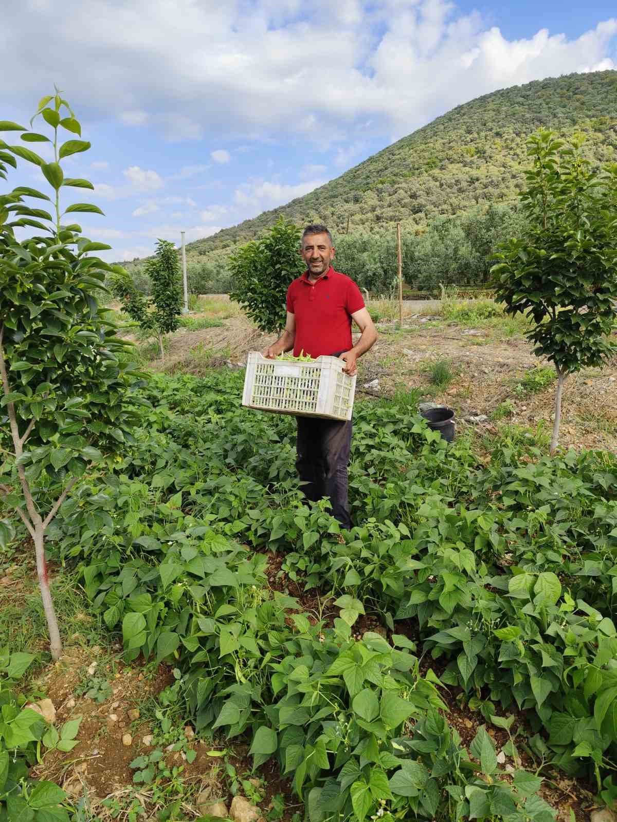 Damaklarda iz bırakan ’nazende’ fasulyesinin hasadına başlandı 