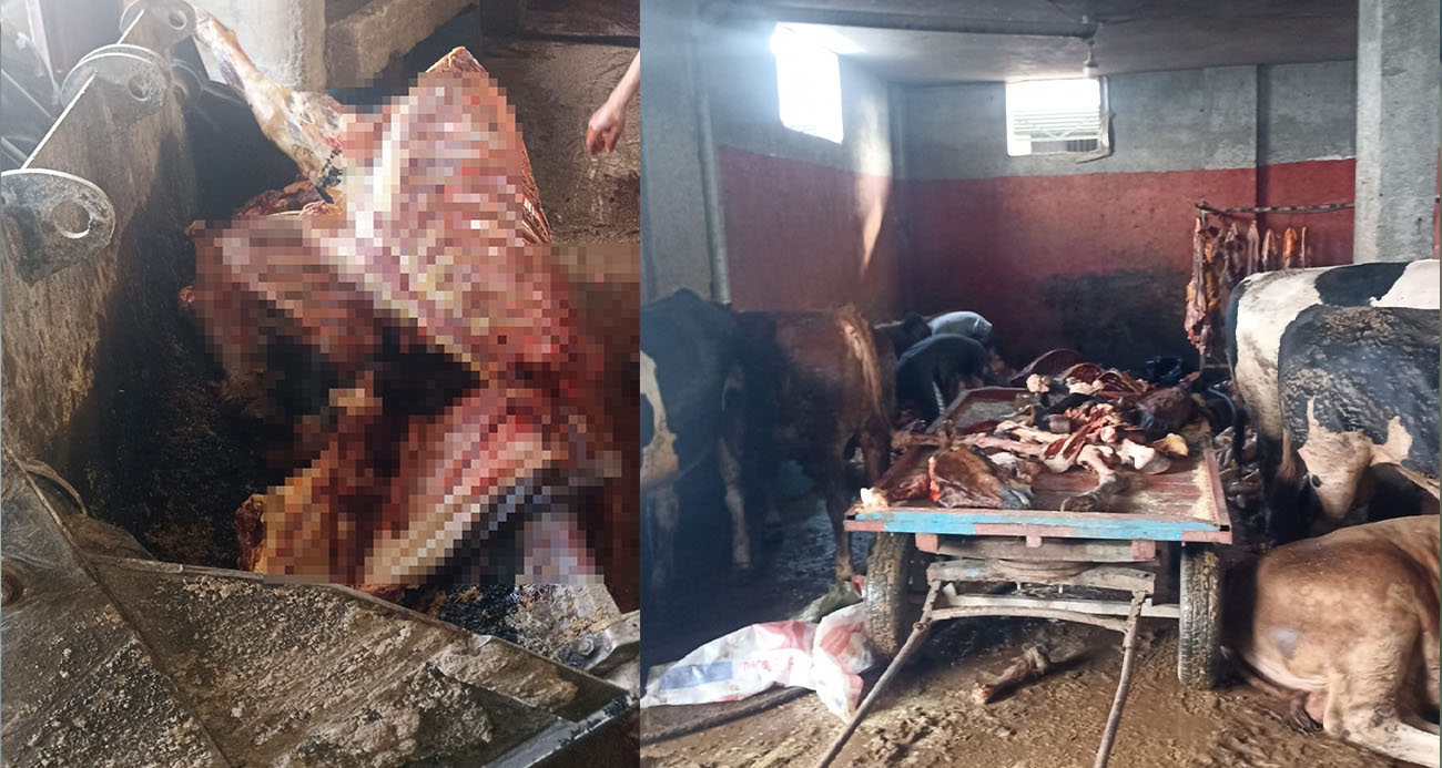 Adana’da 2,5 ton at eti ele geçirildi.