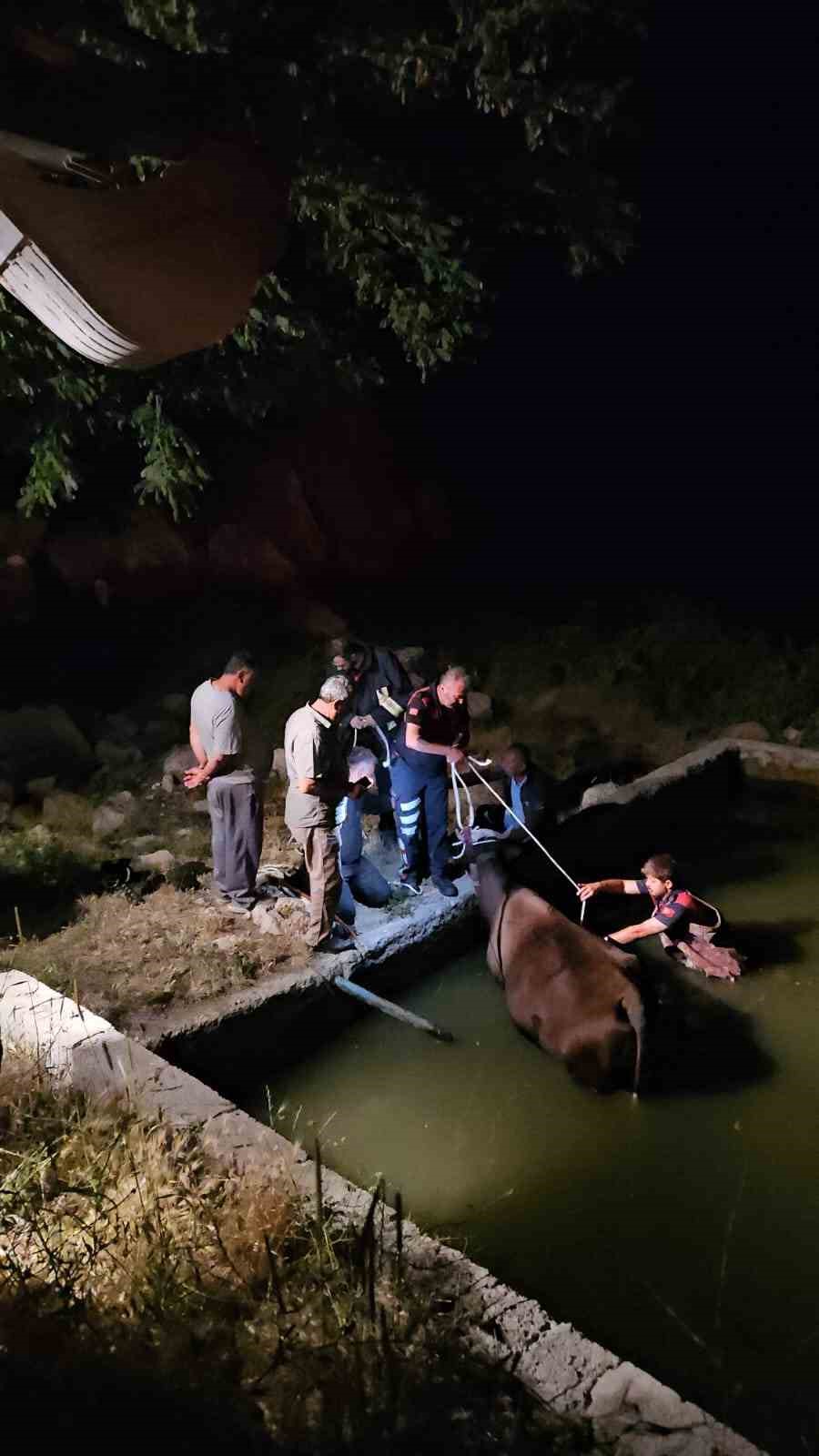 Adıyaman’da havuza düşen inek kurtarıldı 