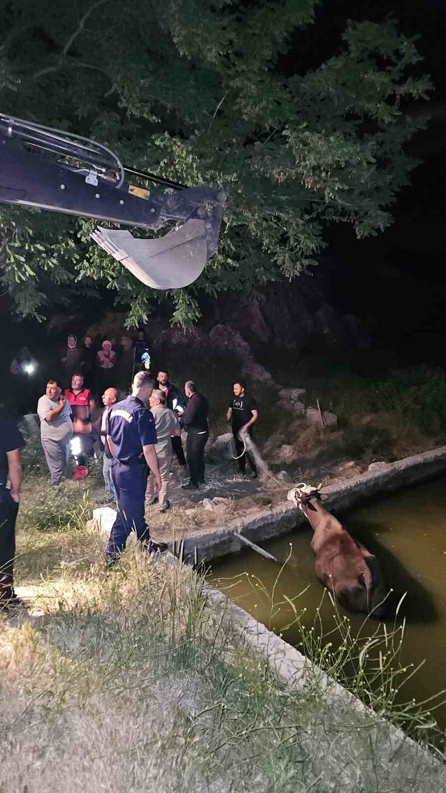 Adıyaman’da havuza düşen inek kurtarıldı 