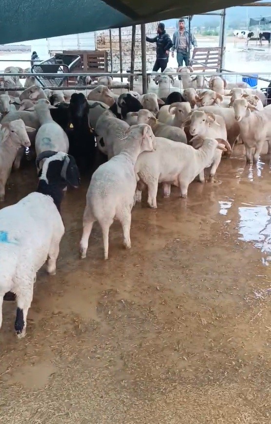 Torbalı’da yağışın ardından kurban pazarını su bastı 