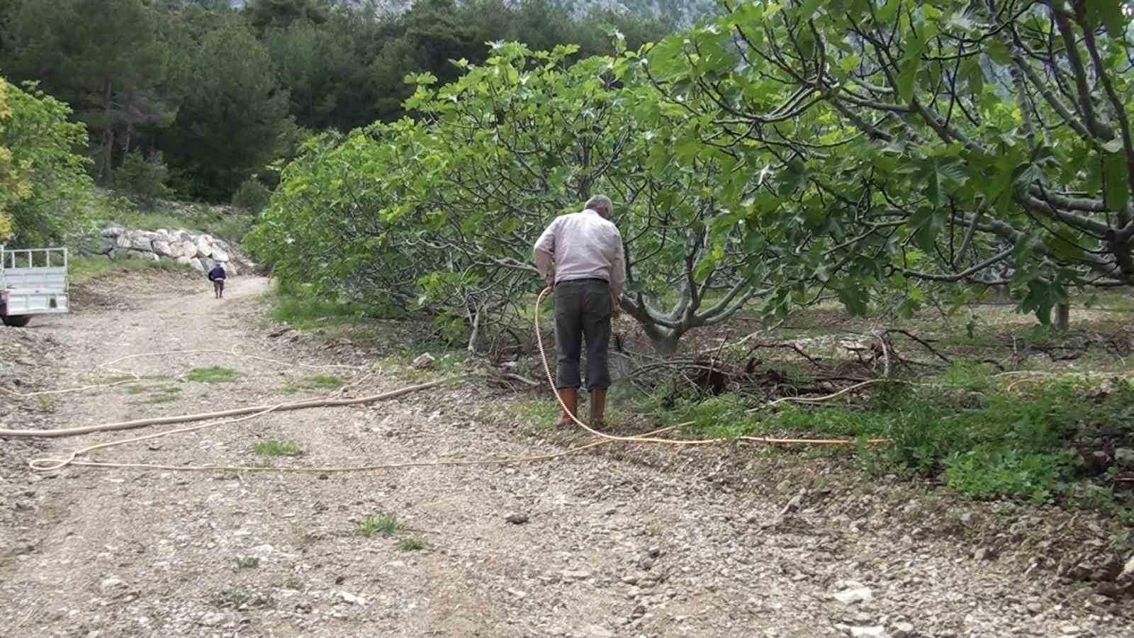 Antalya’da incir bahçelerinde yeni sezon hazırlıkları 