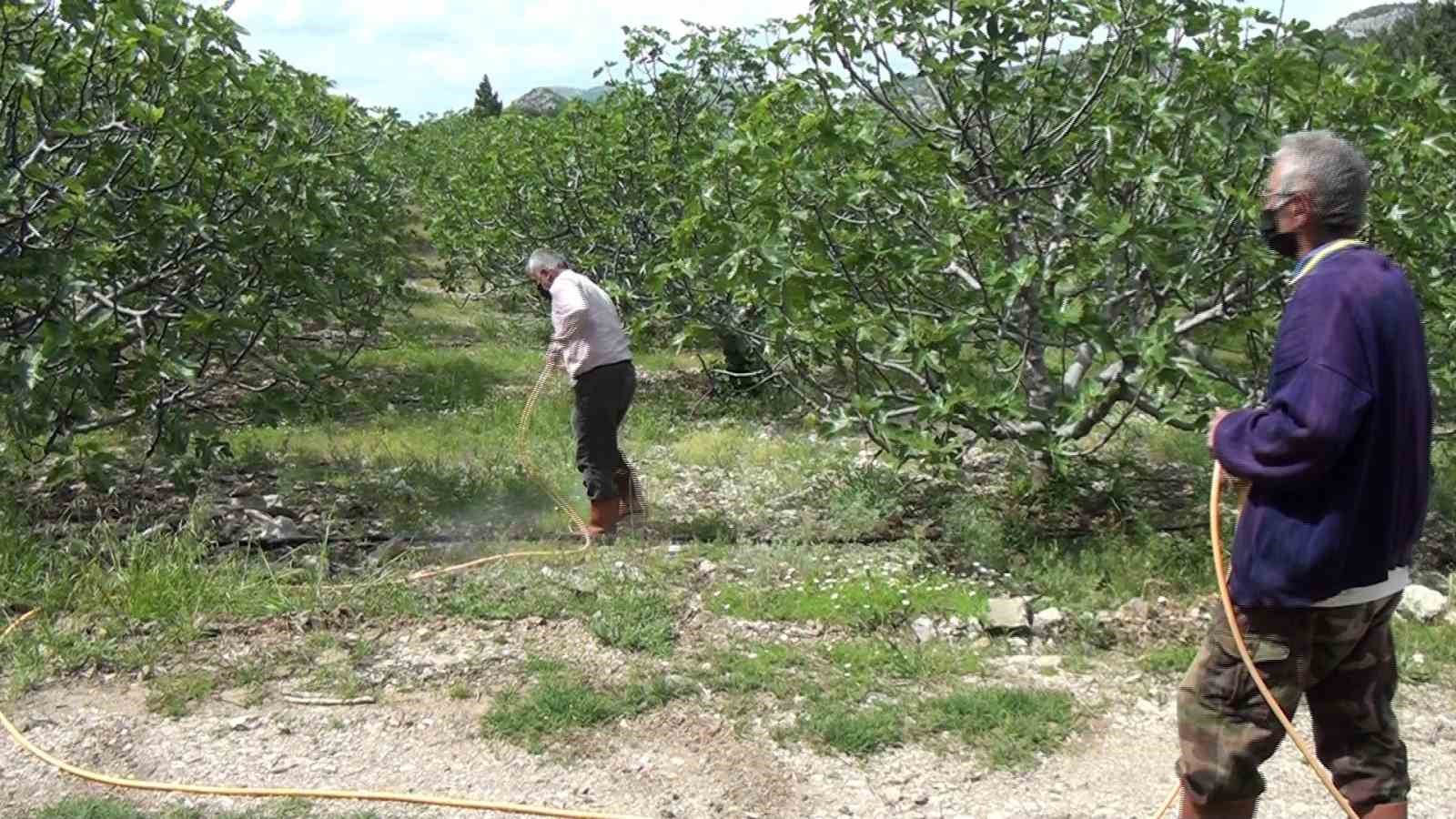 Antalya’da incir bahçelerinde yeni sezon hazırlıkları 