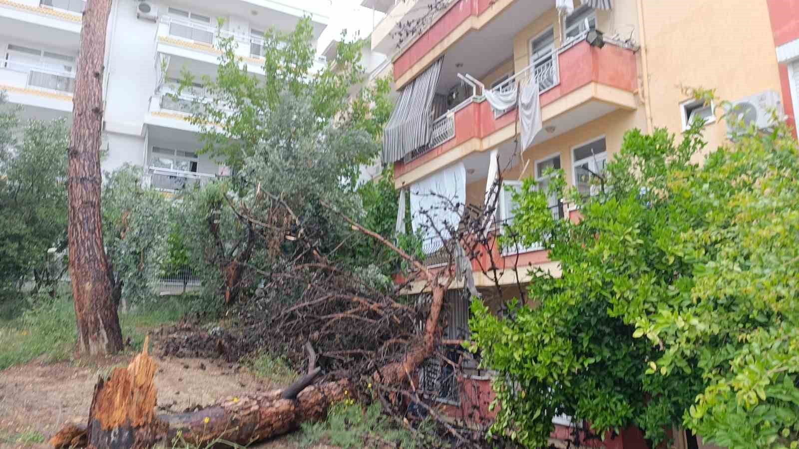 Manavgat’ta dev ağaç binanın üzerine devrildi 