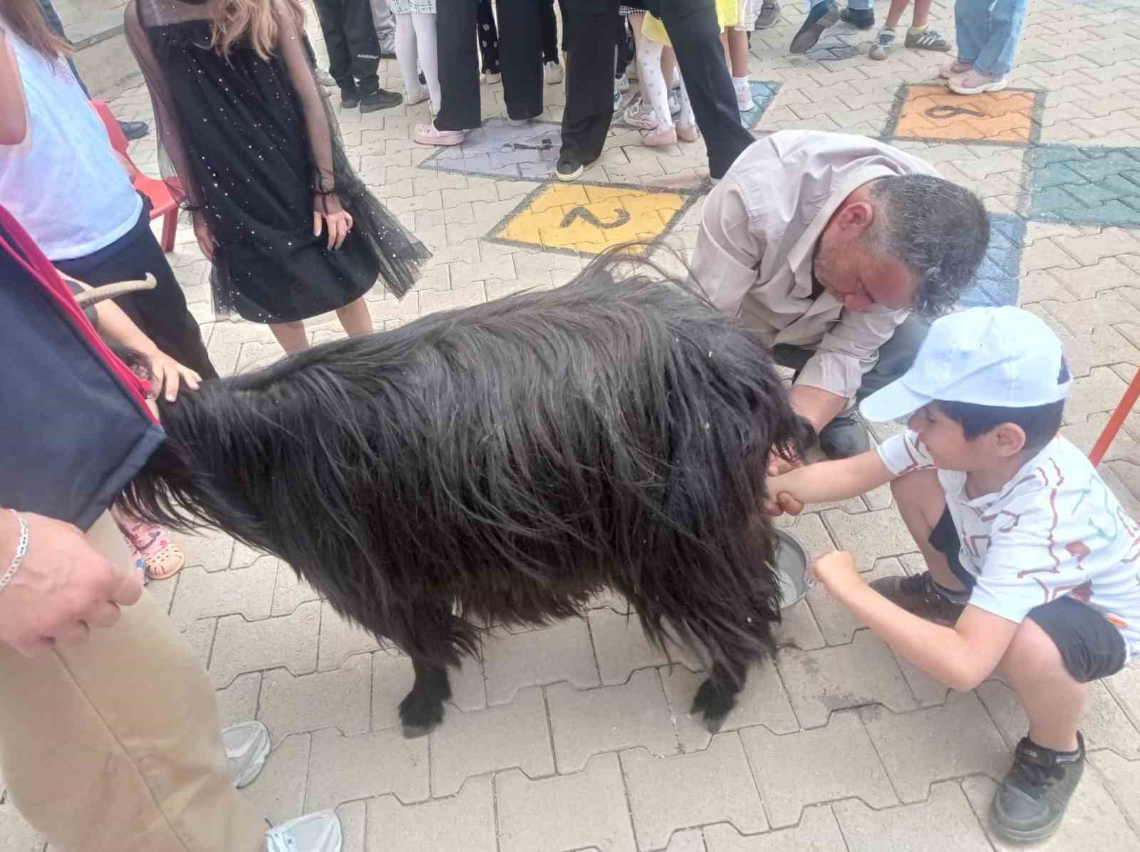 Şırnak’ta öğrencilere keçi sağımı uygulamalı olarak gösterildi 