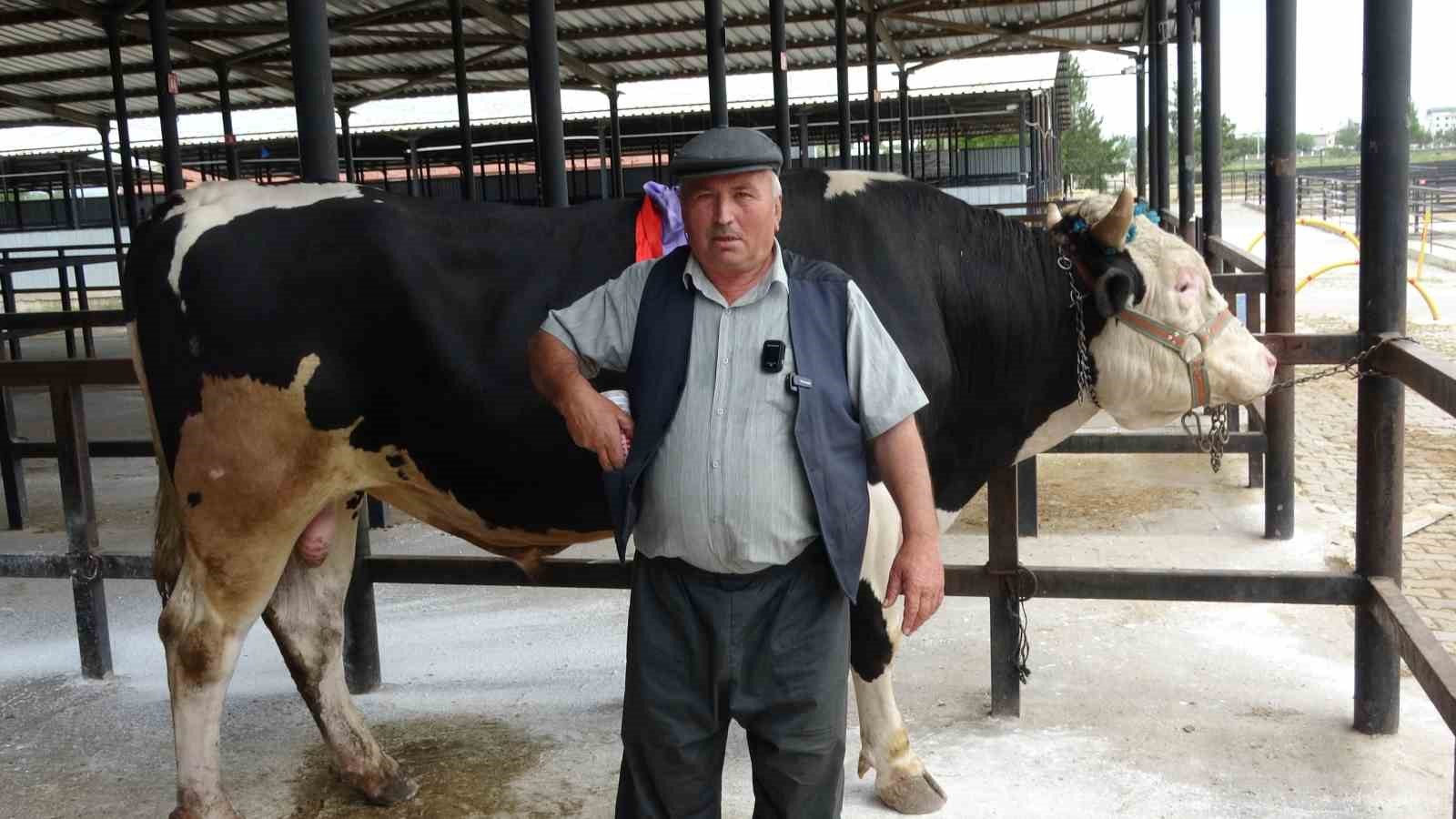 Kütahya’da 1 ton 200 kiloluk kurbanlık 350 bin TL’ye satıldı 