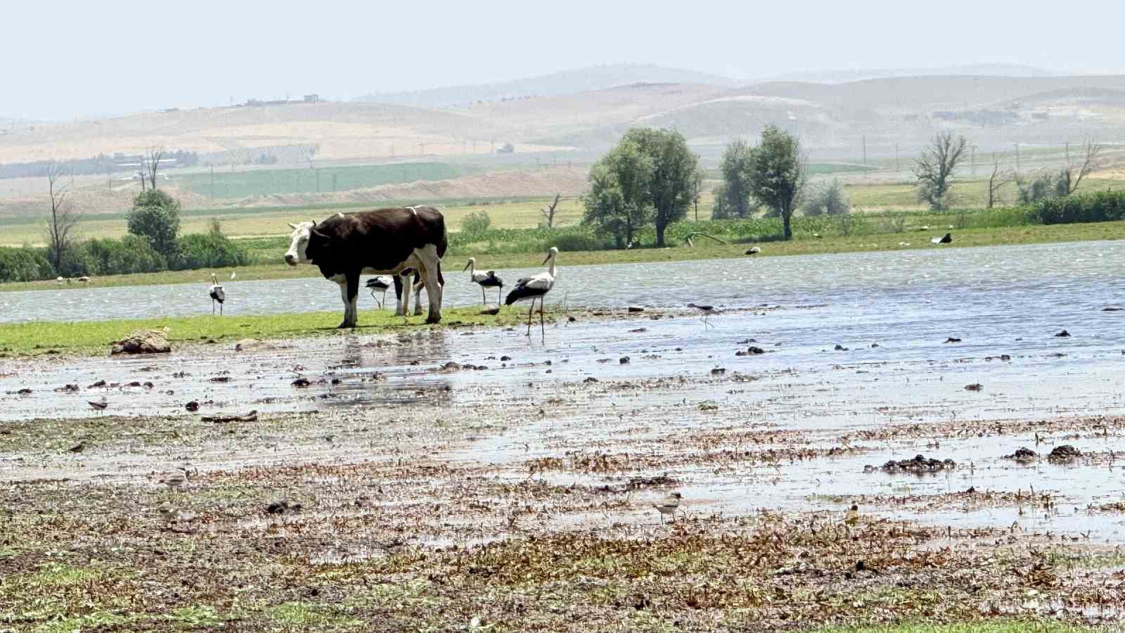 280 türden fazla kuşa ev sahipliği yapan Diyarbakır’da uzun yıllar sonra flamingo görüldü 