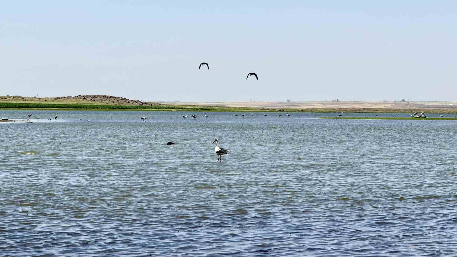 280 türden fazla kuşa ev sahipliği yapan Diyarbakır’da uzun yıllar sonra flamingo görüldü 