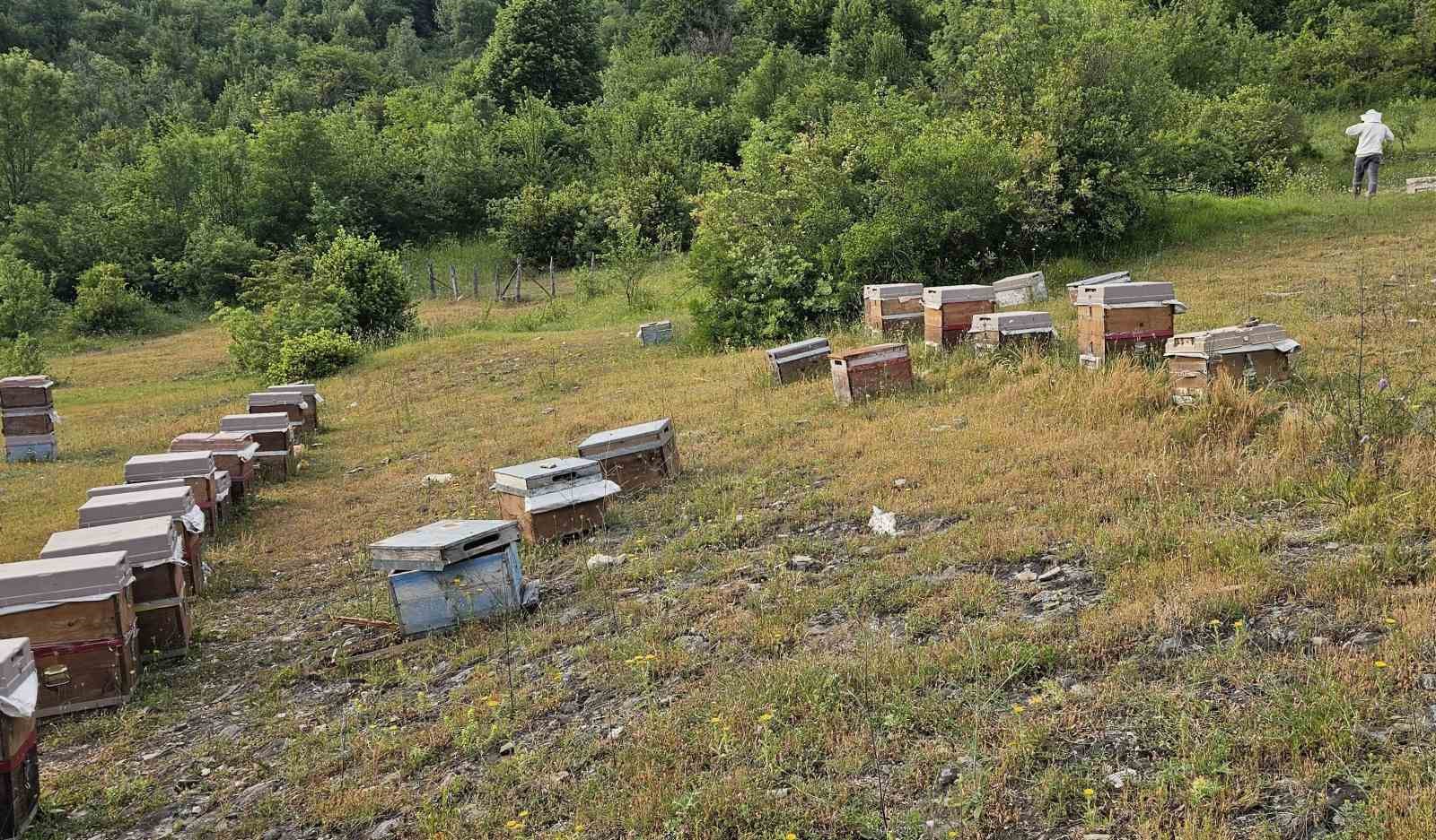 Kastamonu’da ayı bal kovanlarını parçaladı 