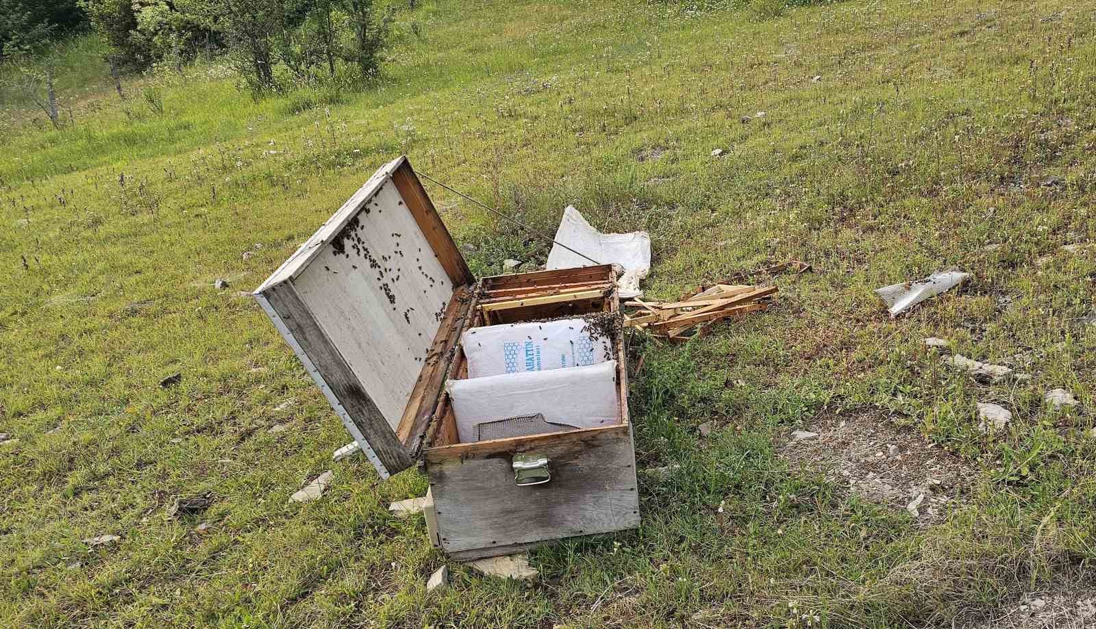 Kastamonu’da ayı bal kovanlarını parçaladı 