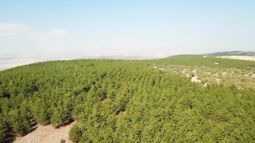 Valilikten yangın tedbiri: 5 ay boyunca ormanlara giriş yasak 