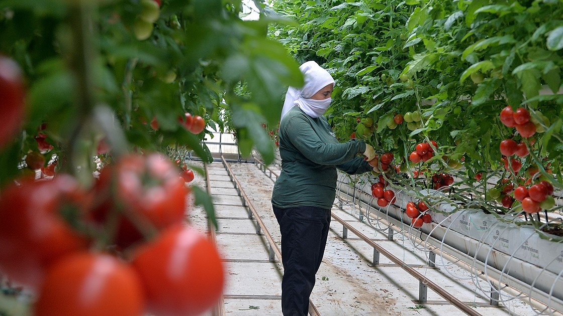 Türkiye’nin jeotermal sera alanı yüzde bin 500 büyüyebilir 