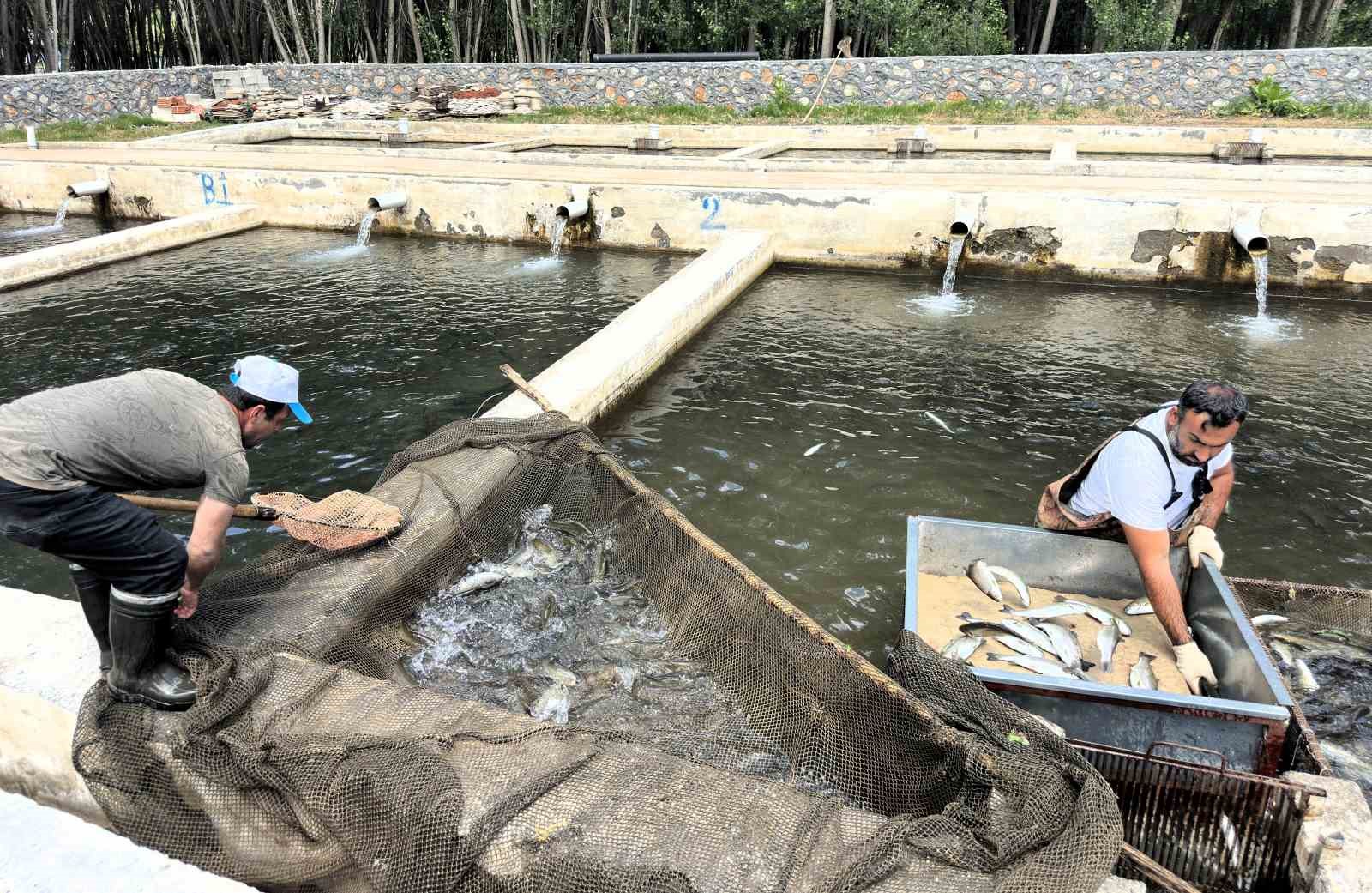 Malatya’da alabalık üretimi katlanarak arttı 