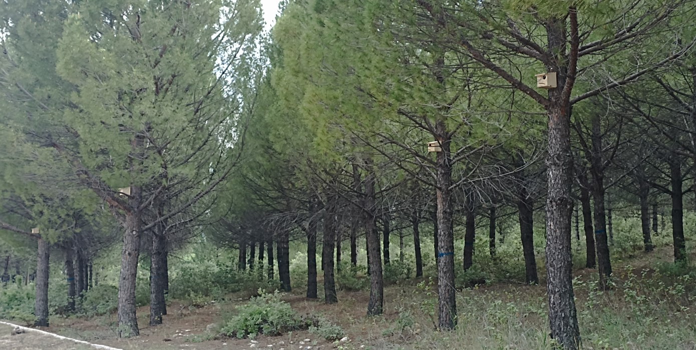 Gediz MYO Kampüsüne kuş yuvaları yerleştirildi 