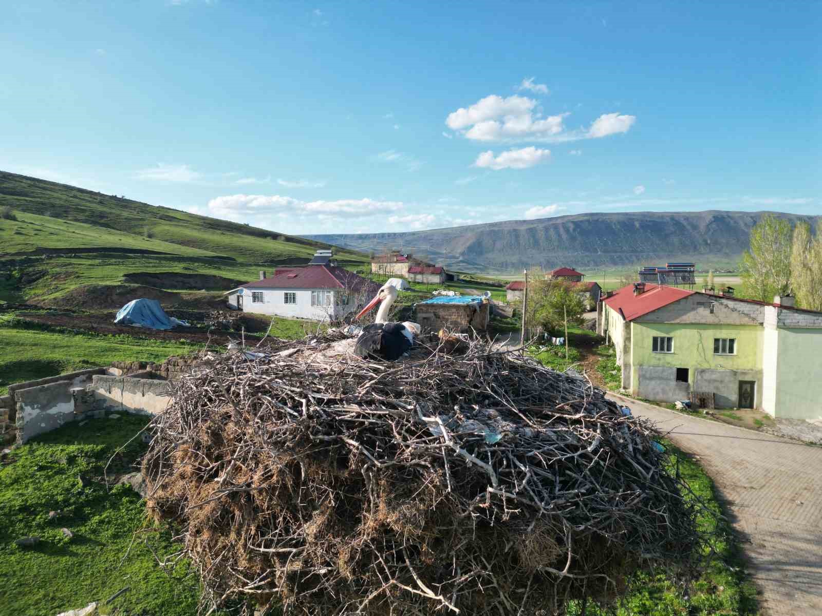Anne leylek yavrularının başından bir an olsun ayrılmadı 