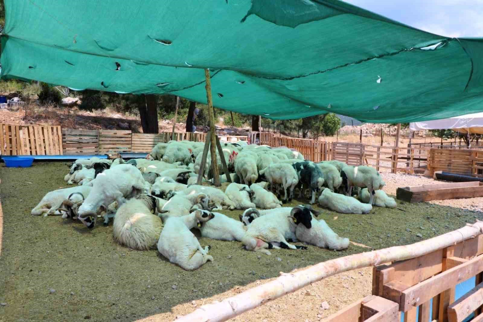 Bodrum Belediyesi ekiplerinden bayram mesaisi 