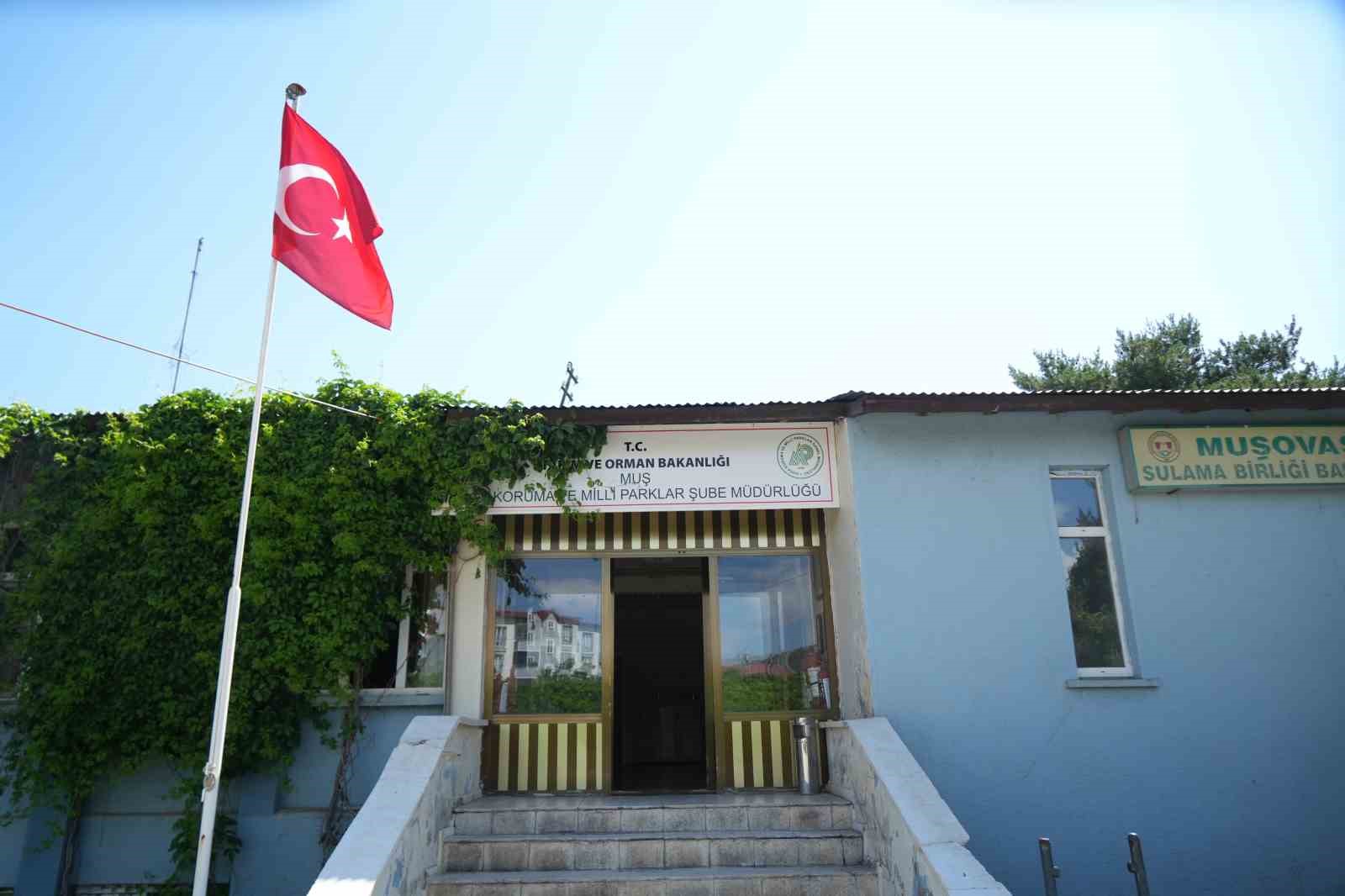 Muş’ta yaylada bulunan 4 kurt yavrusu koruma altına alındı 