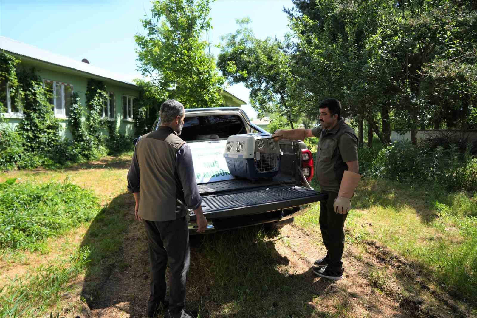 Muş’ta yaylada bulunan 4 kurt yavrusu koruma altına alındı 