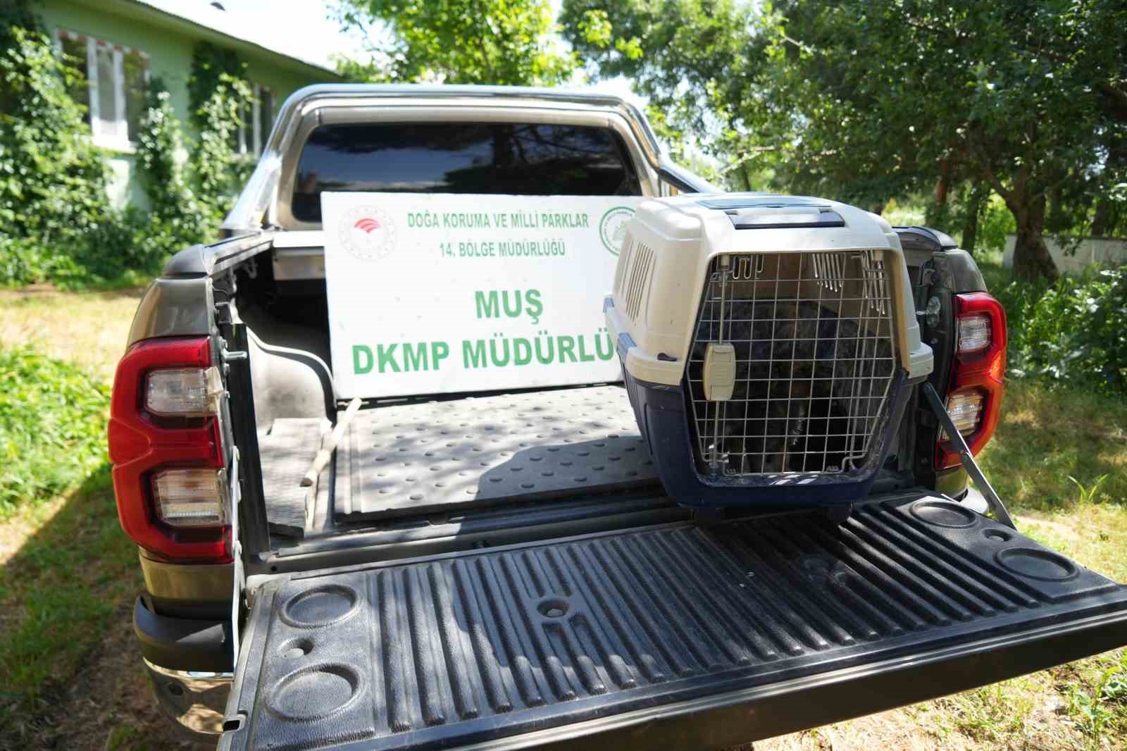 Muş’ta yaylada bulunan 4 kurt yavrusu koruma altına alındı 