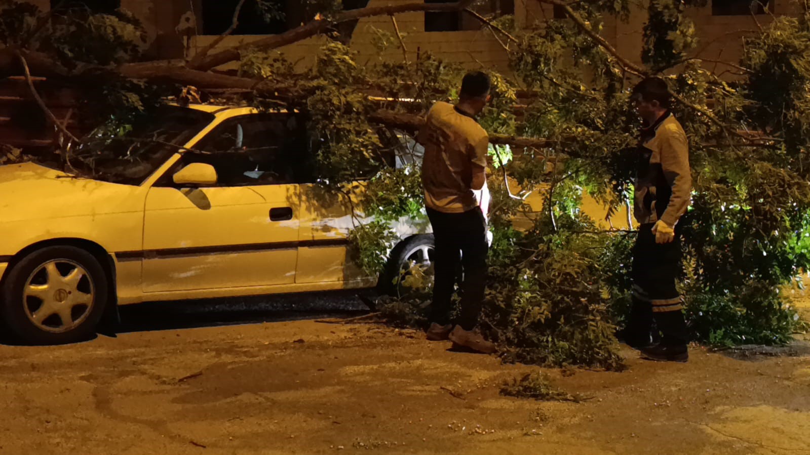 Park halindeki otomobilin üzerine ağaç devrildi 