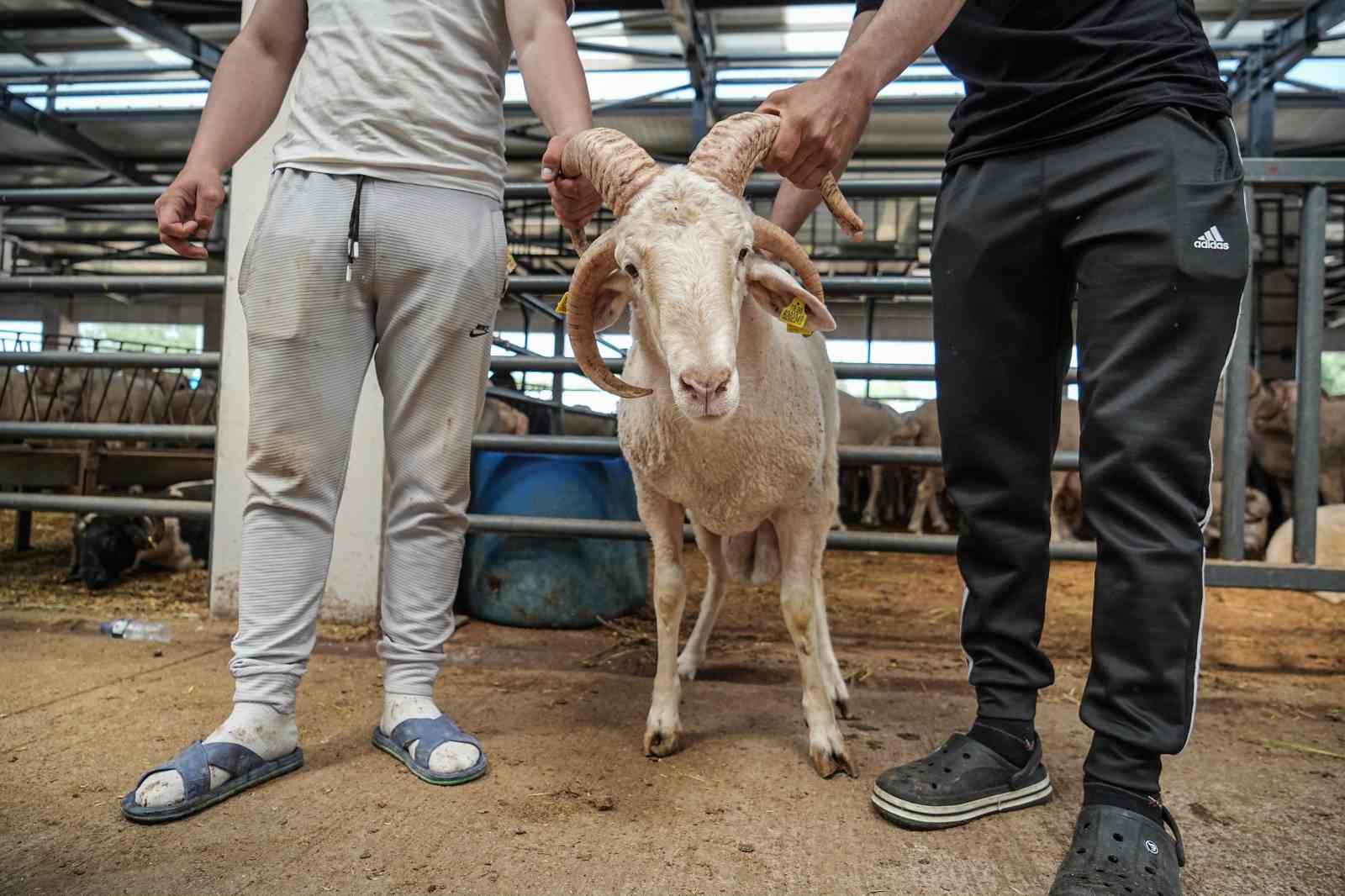 Kurban pazarının gözdesi...4 boynuzlu koçu görenler şaşırıyor 