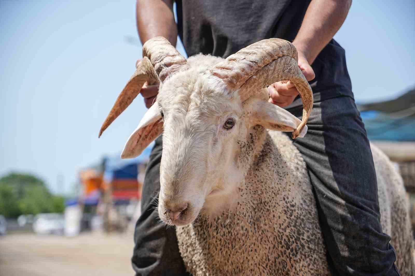 Kurban pazarının gözdesi...4 boynuzlu koçu görenler şaşırıyor 