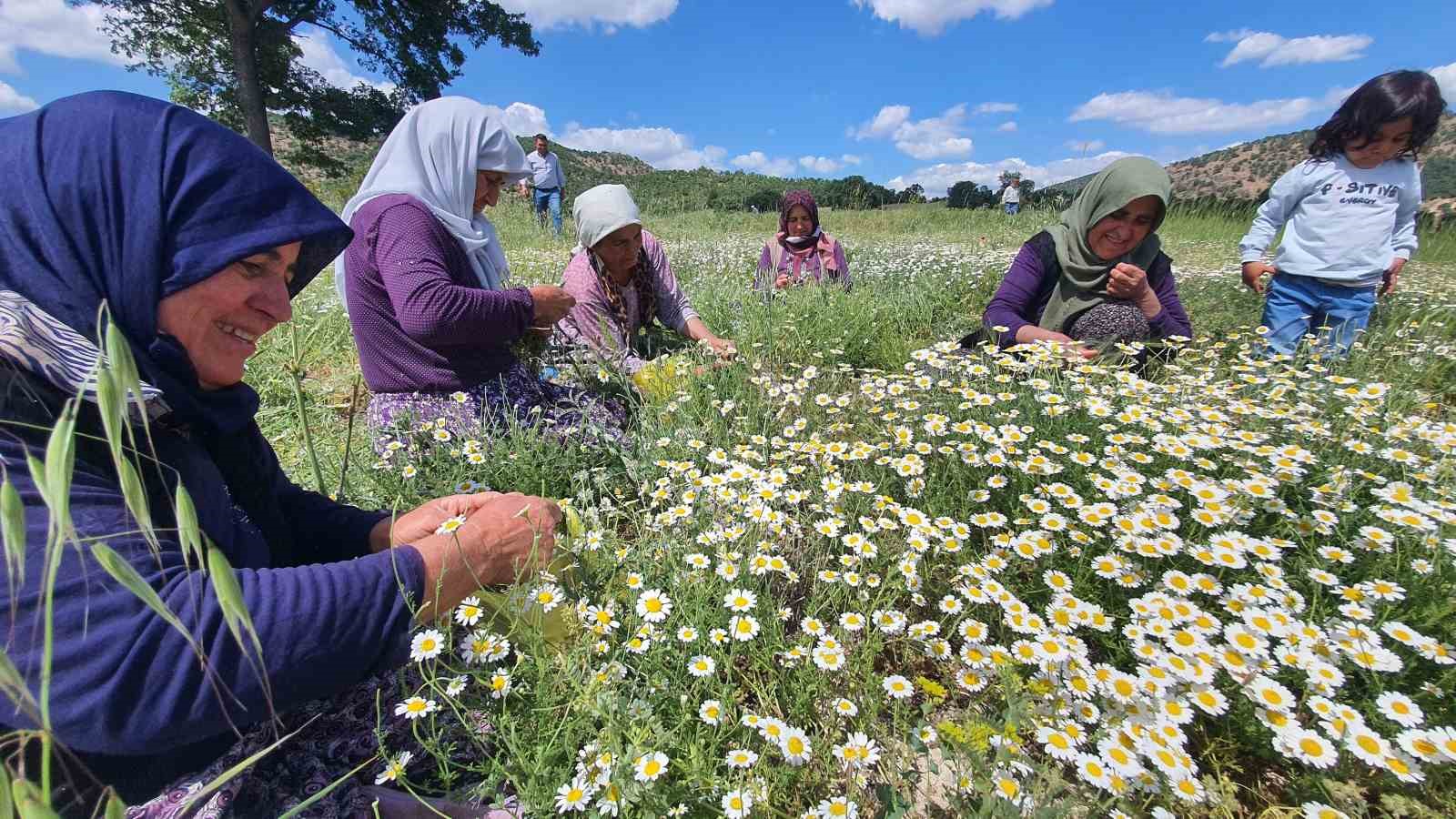 Demircili kadınların topladığı papatyalar kurutularak satılıyor 