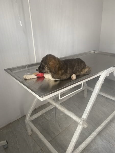 Alaplı’da sahipsiz hayvanlar toplanıyor 