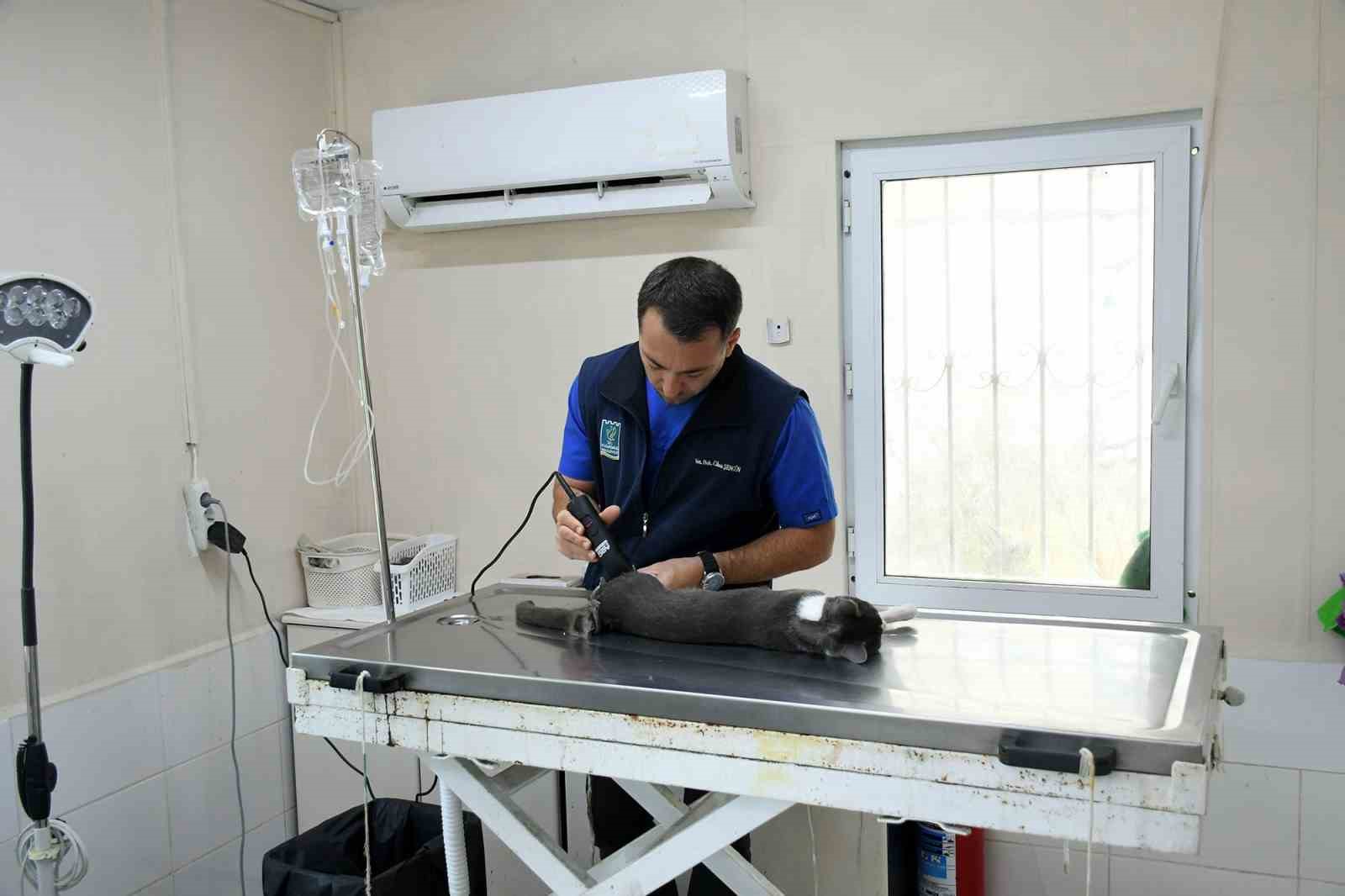 Başkan Günel, 5’inci kattan düşen kediye yaşam umudu oldu 