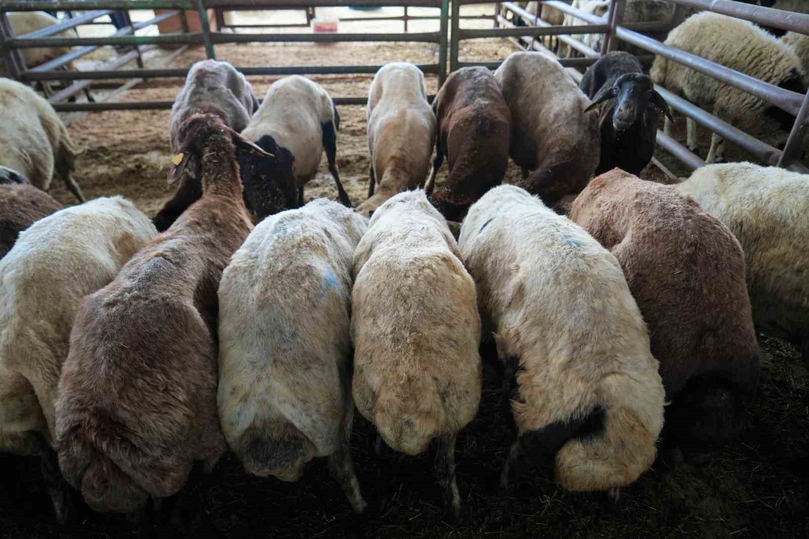 Muş’ta kurban pazarı hareketlendi: Sıkı pazarlıklar dikkat çekiyor 