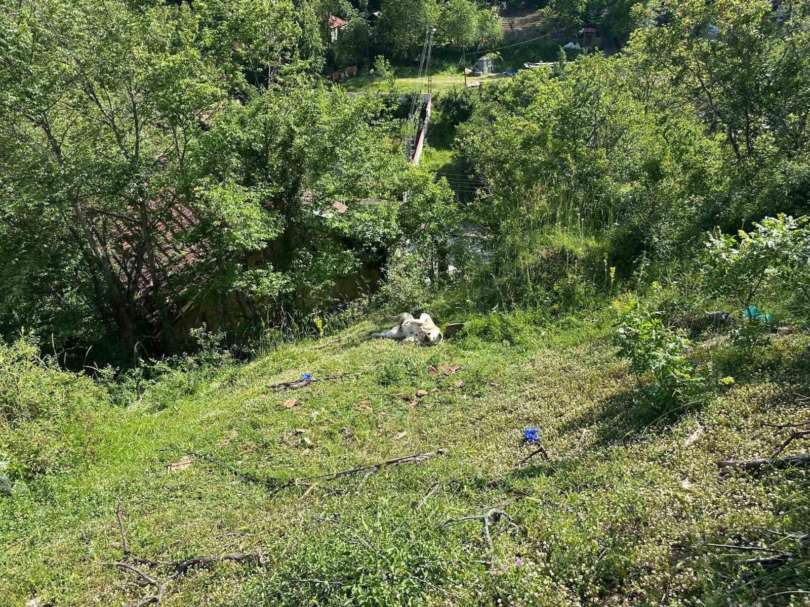 Karabük’teki köpek ölümleriyle ilgili inceleme başlatıldı 